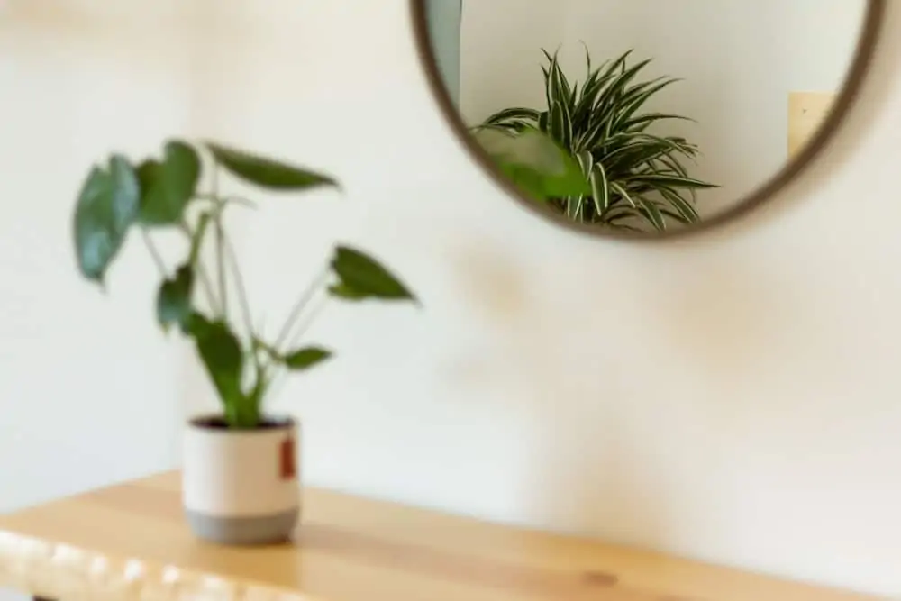 Room details with plants showing in the mirror