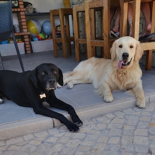 Surf house dogs Milo and Pablo